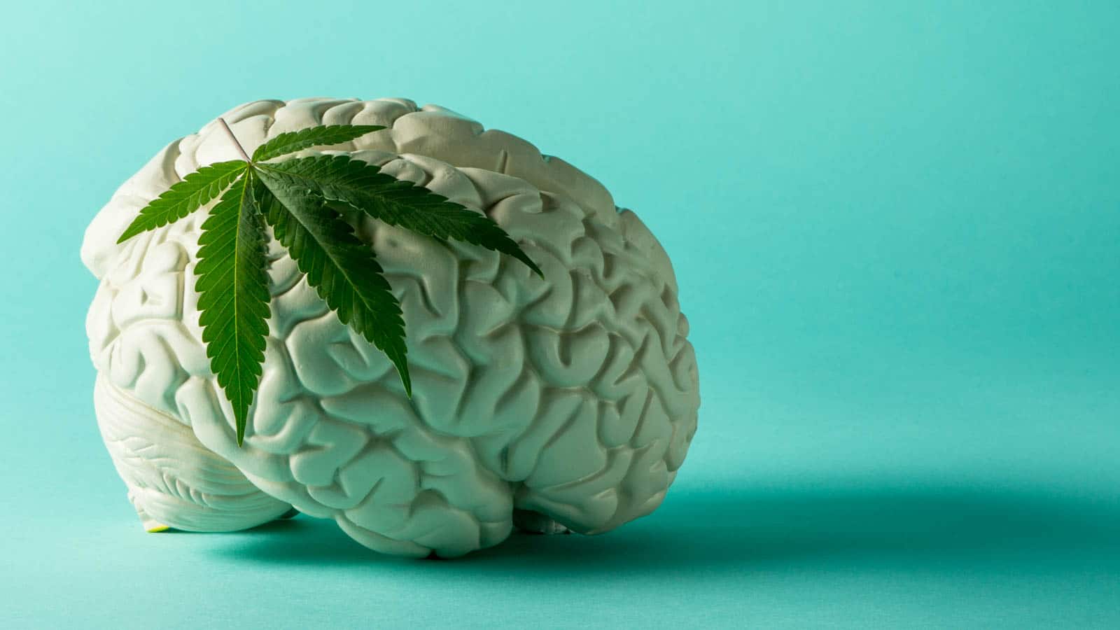 Lee más sobre el artículo Qué efectos tiene el cannabis en el cerebro?