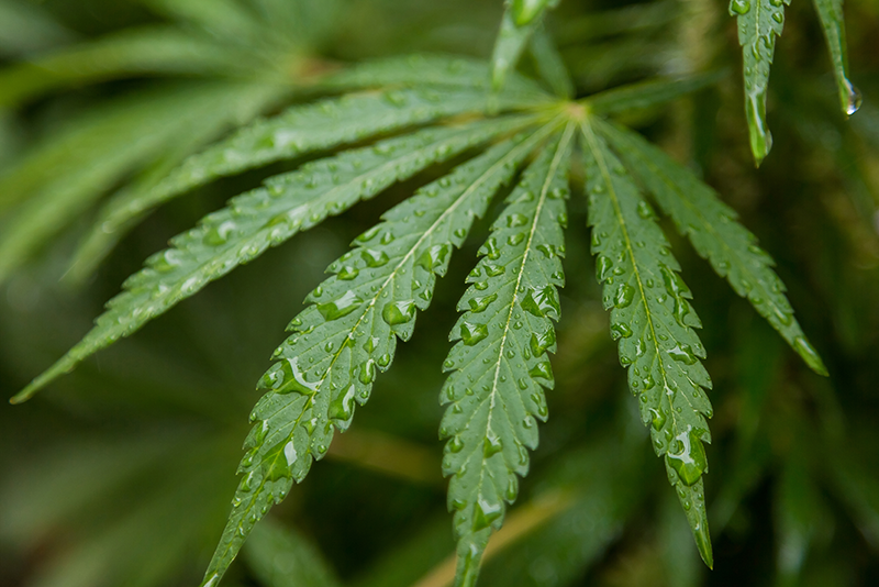 En este momento estás viendo Efectos de la marihuana en el cerebro